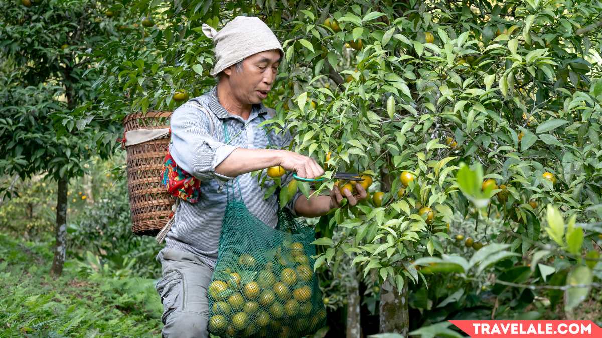 Harvesting and Gathering Bag: Forage in Style