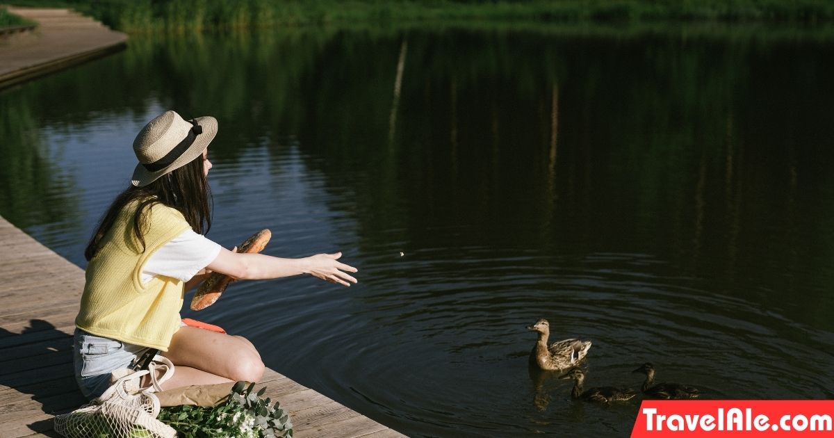 Duck Feeding Fun at the Pond