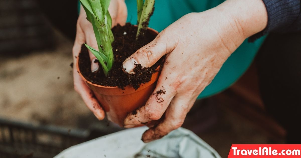 Little Green Thumbs: Planting Flowers